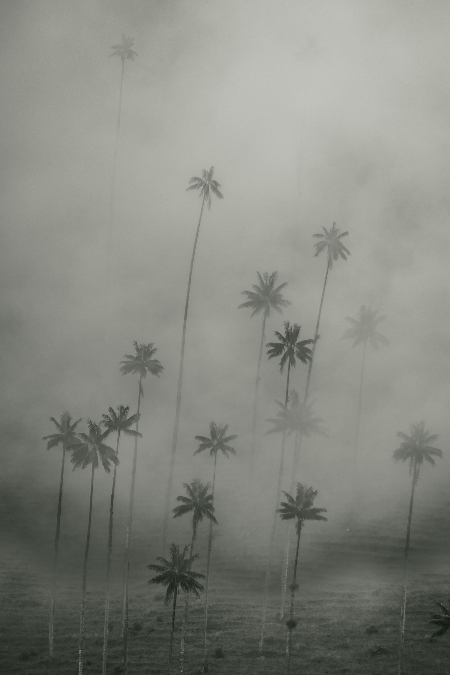 Rain of Palm - Limited Edition